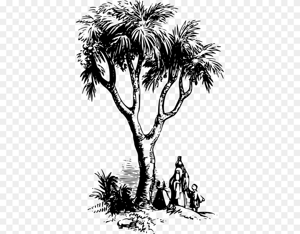 Visual Artsplantflower Doum Palm Tree Drawing, Gray Free Transparent Png