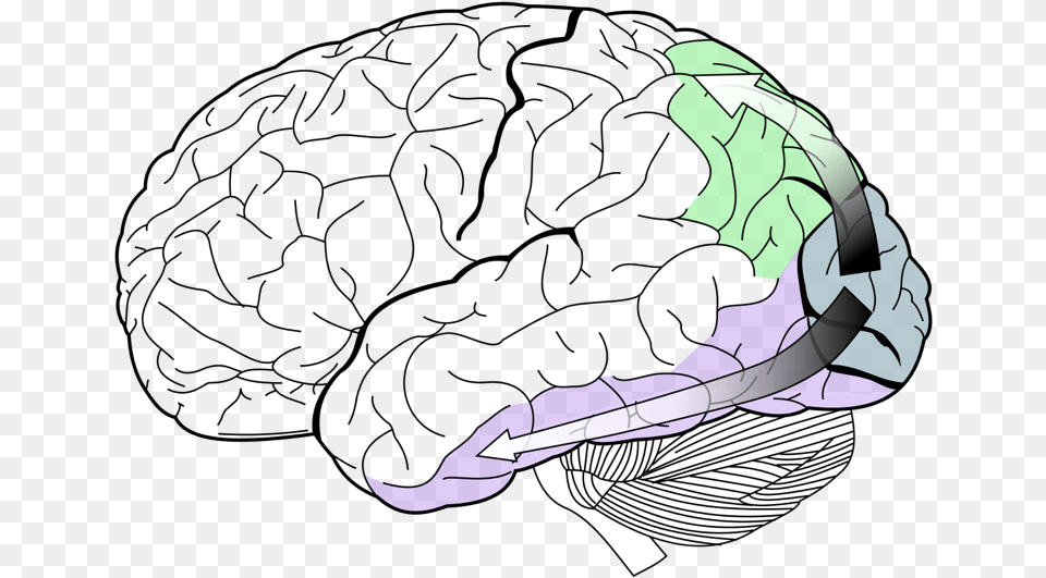 Visual Perception Queensland Brain Institute University Does Your Brain Look Like, Adult, Female, Person, Woman Png