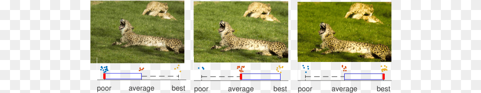 Visual Results From Our User Study Cheetah, Animal, Mammal, Wildlife Free Png Download