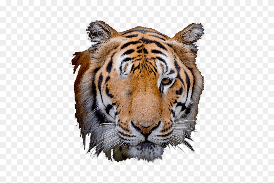 Visual Tiger Face Mask Editing Background And Download Tiger Face, Animal, Mammal, Wildlife Free Transparent Png