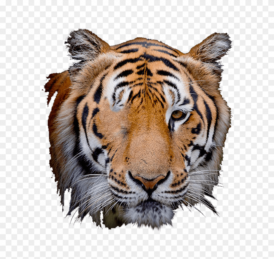 Visual Tiger Face Mask Editing Tiger Face Black Background, Animal, Mammal, Wildlife Free Png