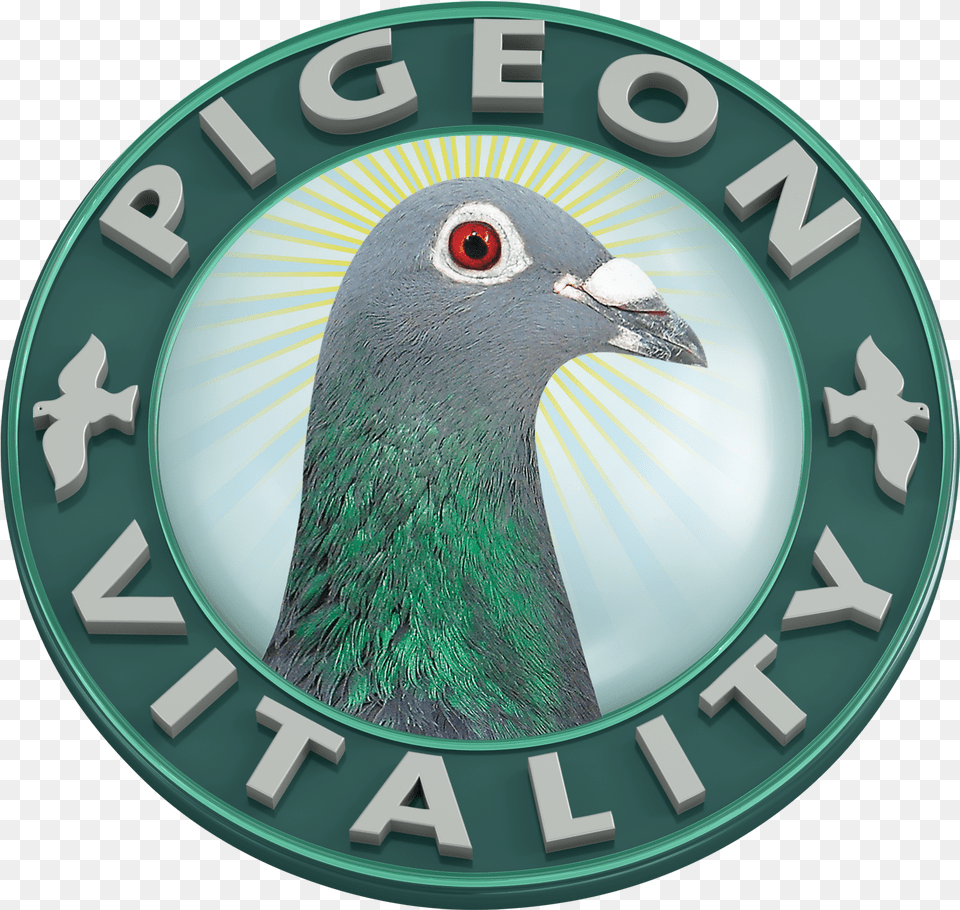 Vitality Pigeon, Logo, Animal, Bird Free Transparent Png