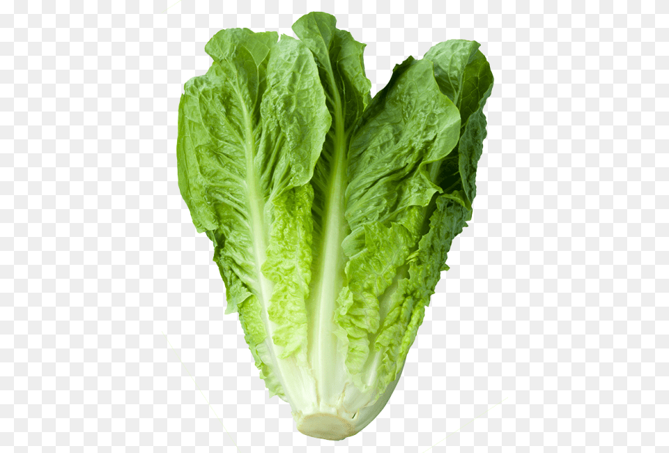 Vitamin Of Green Vegetable, Food, Lettuce, Plant, Produce Free Png Download