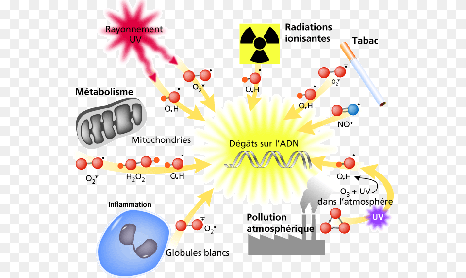 Vitaminas Antioxidantes Y Humo De Marihuana Stress Oxydatif Et Cancer Du Sein Free Png