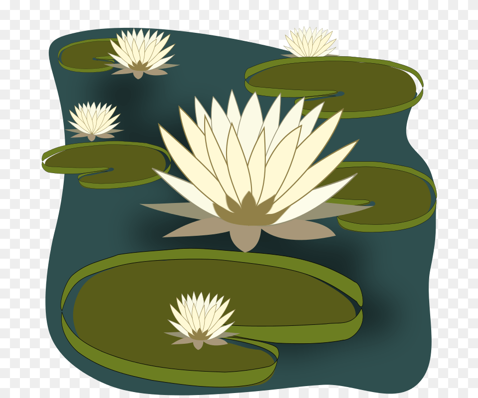 Vitoria Regia, Flower, Lily, Plant, Pond Lily Png Image