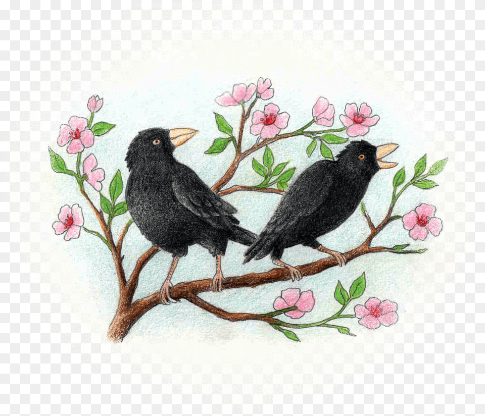 Vivekananda Para Los Chicos Blackbird, Animal, Bird Free Png