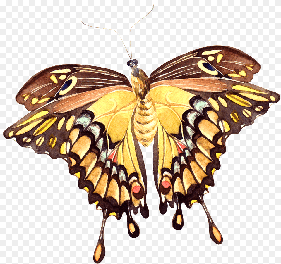 Vivid Butterfly Transparent Papilio Machaon, Animal, Insect, Invertebrate Free Png