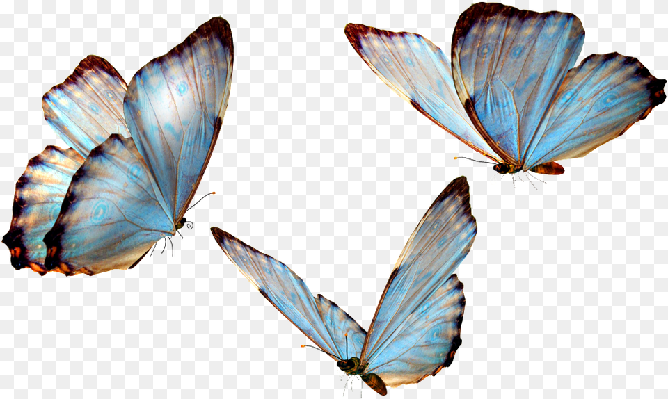 Vivid Mariposa Transparente Decorativo Pintado Real Life Cute Blue Butterfly, Animal, Insect, Invertebrate Free Transparent Png