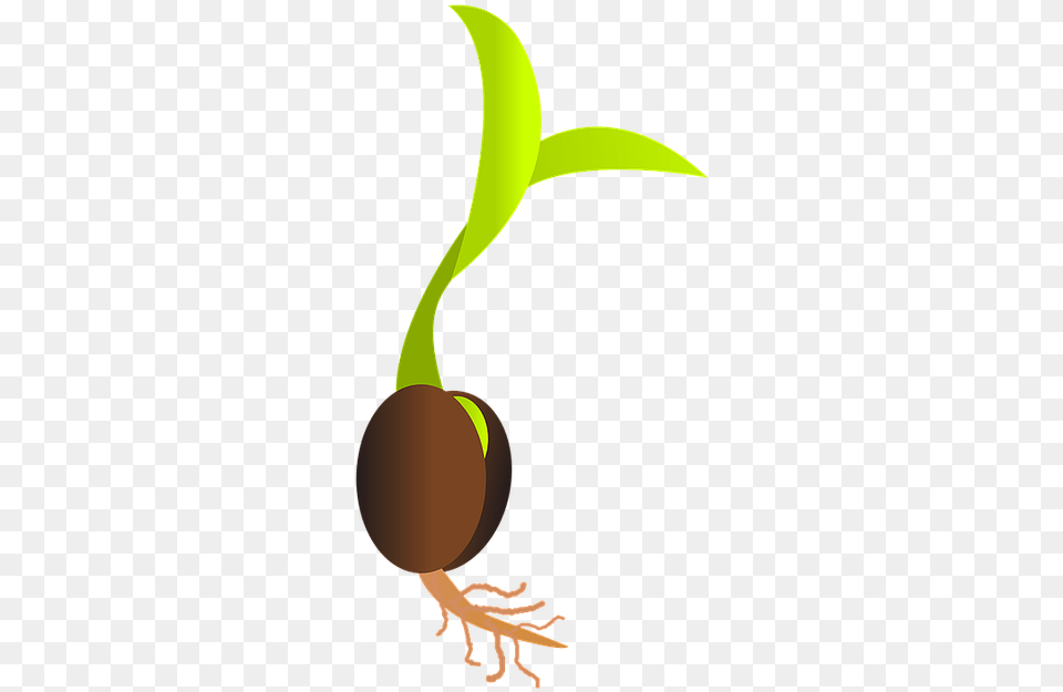 Voc J Se Perguntou Como Germinar Uma Semente De Maconha Germinating Seed, Person Free Transparent Png