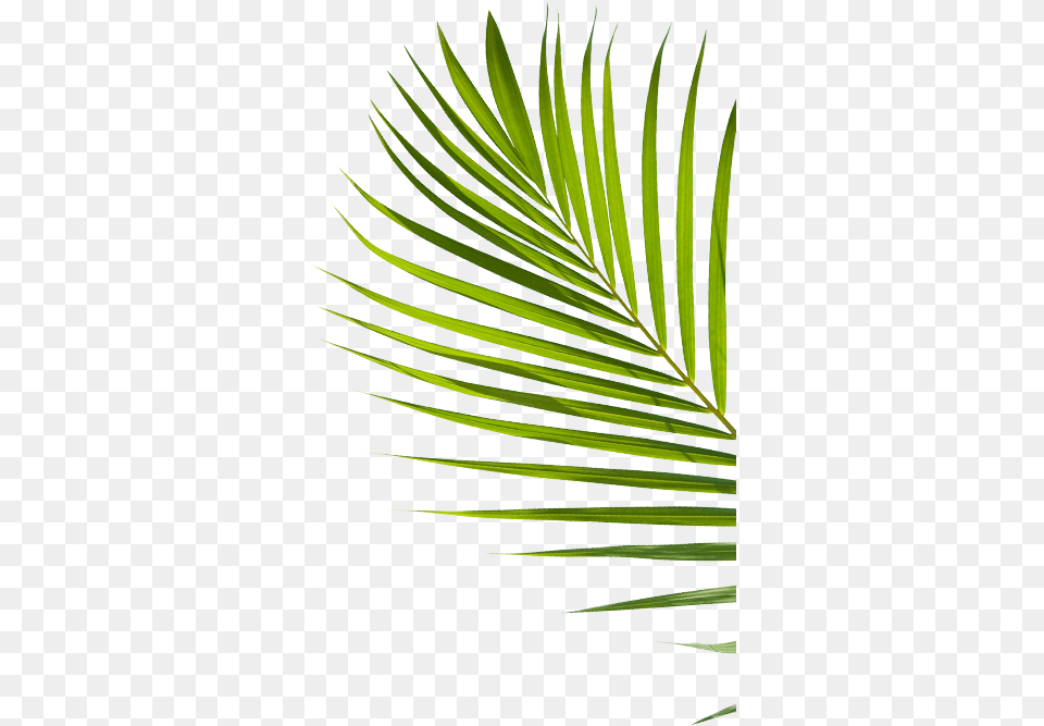 Vodka, Leaf, Plant, Tree, Green Png