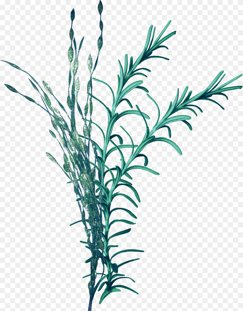 Vodorosli Na Prozrachnom Fone, Grass, Herbal, Herbs, Plant Png