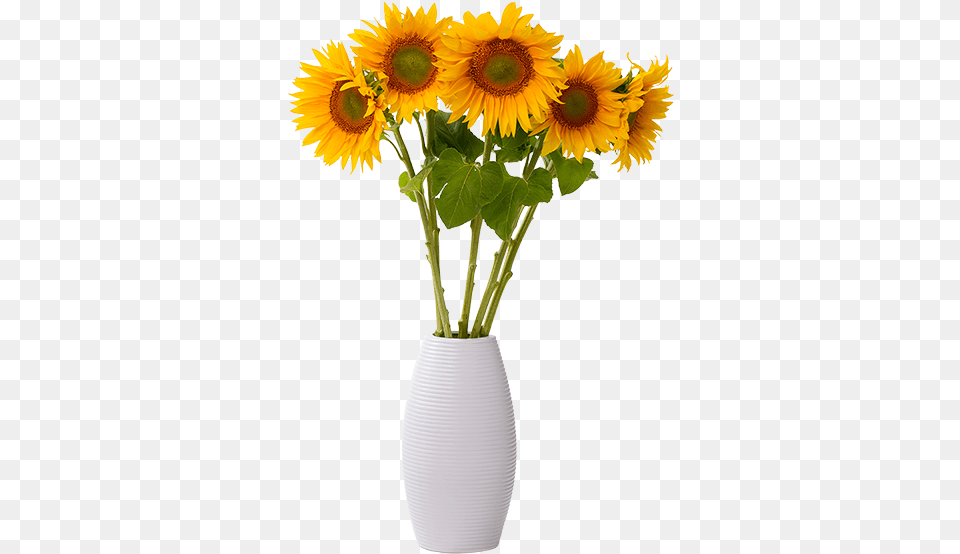 Voiceover Artist Sunflower In Vase, Flower, Flower Arrangement, Plant, Pottery Free Png