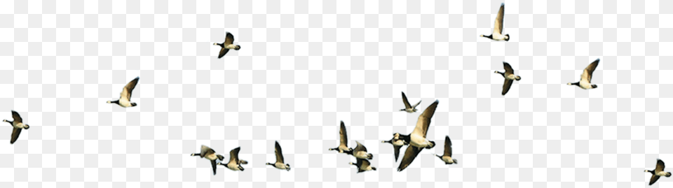 Vol Oiseaux Transparent Geese Flying, Animal, Bird, Flock Free Png