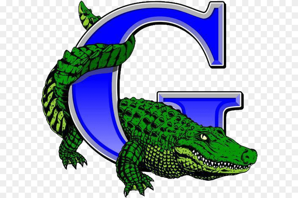 Volleyball Clipart Gator La Grulla Gators Football, Animal, Dinosaur, Reptile, Crocodile Png