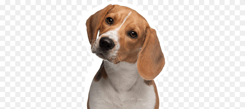 Volunteer Sitting Dog, Animal, Beagle, Canine, Hound Free Png