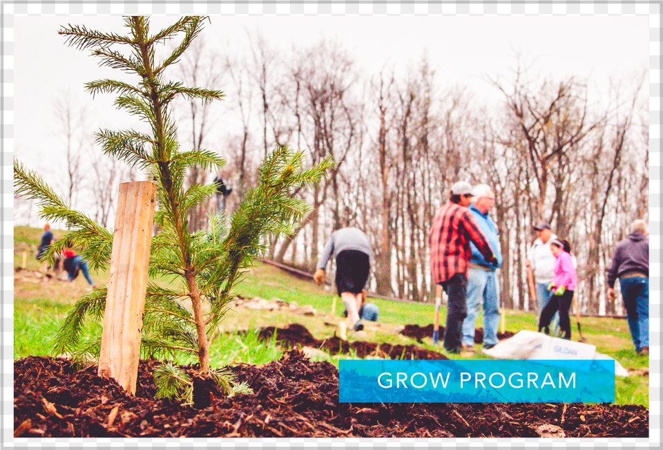 Volunteers Celebrate Earth Day By Planting Trees Lodgepole Pine, Tree, Soil, Plant, Fir Free Png Download