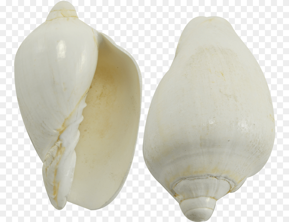 Voluta Nobilis White Seashell 3 4 White Sea Shell, Animal, Clam, Food, Invertebrate Free Png