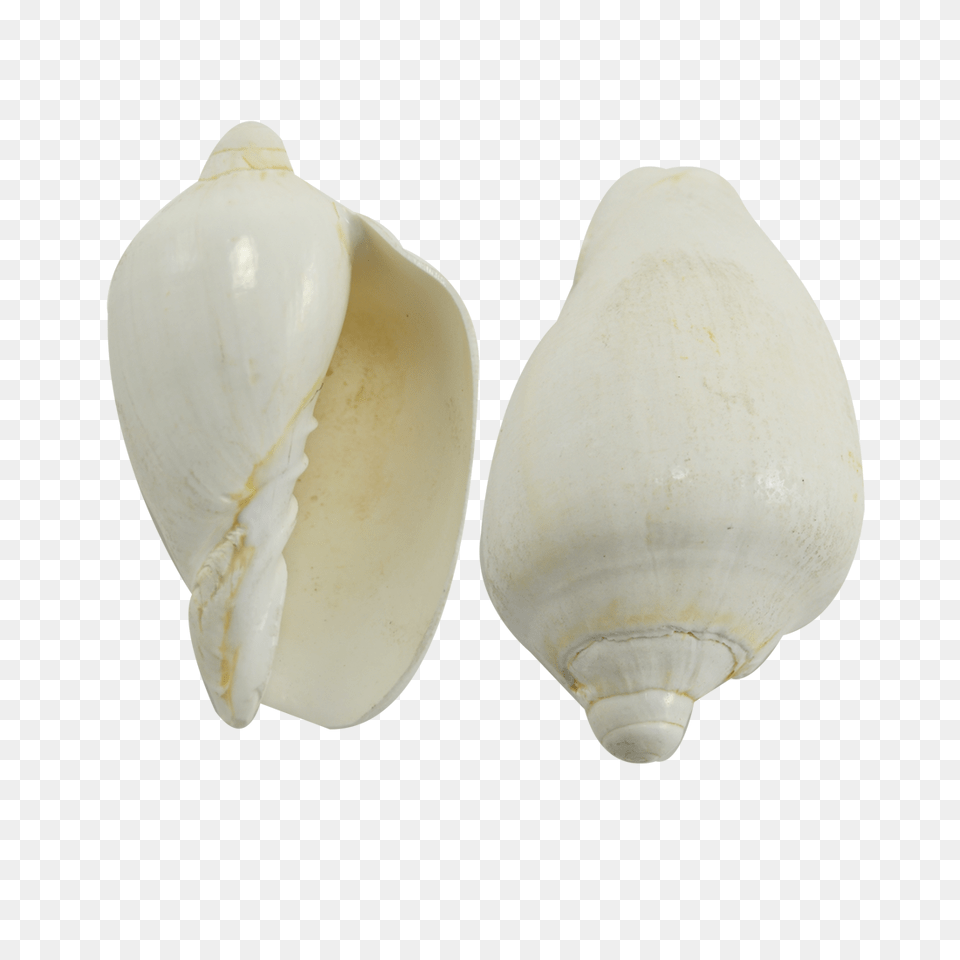 Voluta Nobilis White Seashell, Animal, Invertebrate, Sea Life, Clam Free Transparent Png