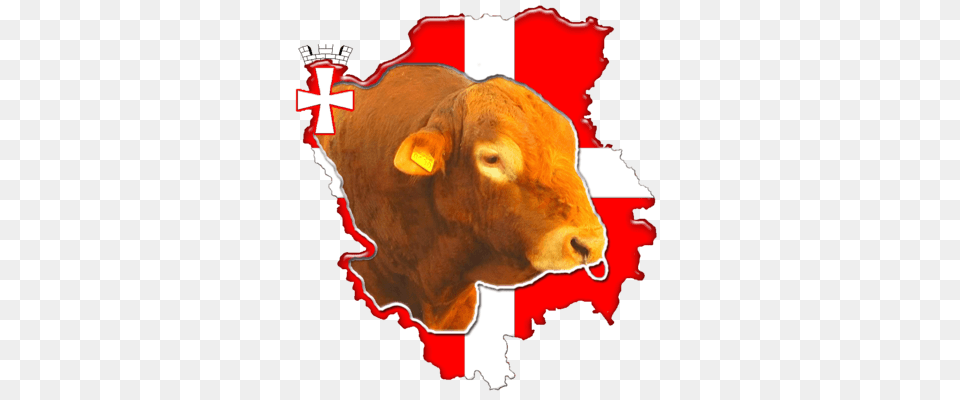 Volyn Meat Cattle, Animal, Bull, Mammal, Cow Free Png