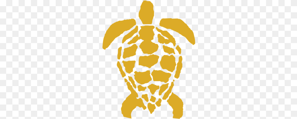 Vonu Beer, Animal, Tortoise, Sea Life, Reptile Png Image