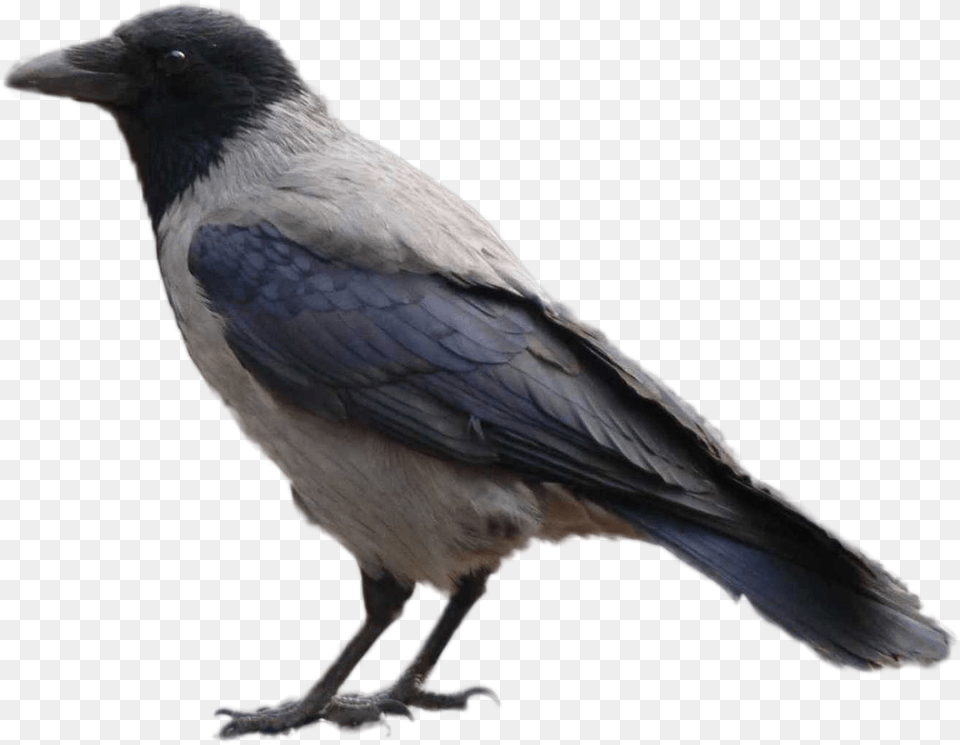 Vorona Sira, Animal, Bird, Crow Png Image