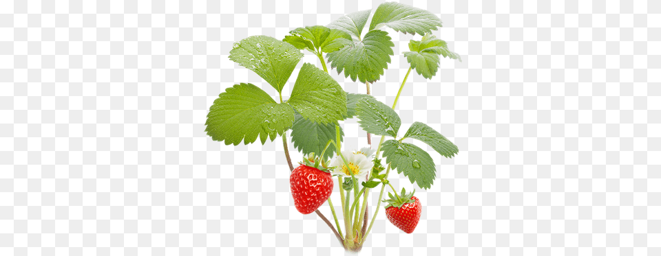 Vot I Vse Sobirajte Spelie Yagodi Strawberry Plant, Berry, Food, Fruit, Produce Png