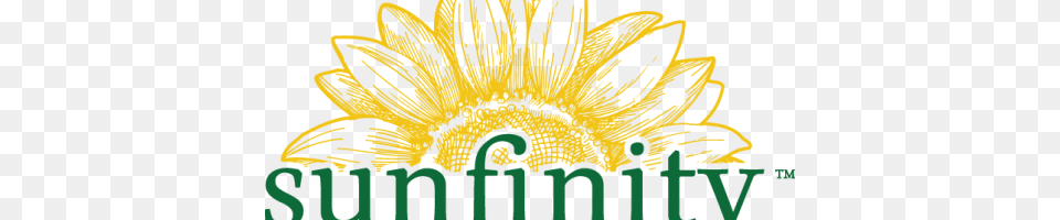 Vote Sunfinity Sunflowers For Greenhouse Growers Readers Choice, Art, Graphics, Plant, Vegetation Png