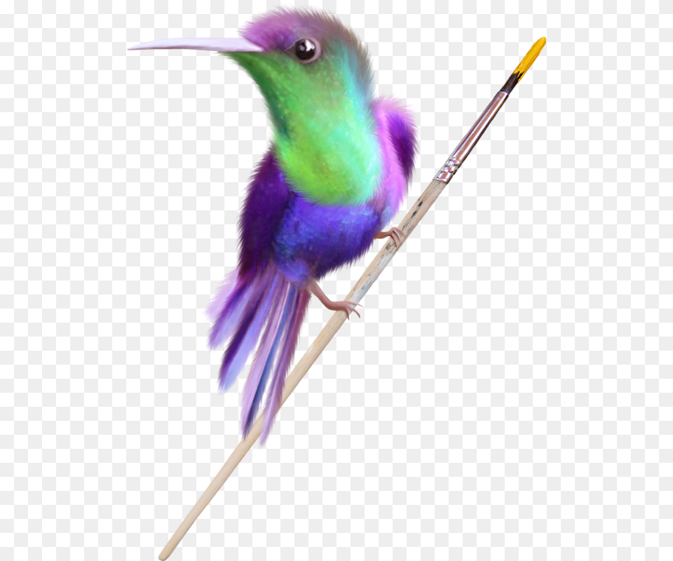 Vous Trouverez De Belles Pour Vos Blogs Hummingbird, Animal, Beak, Bird, Bee Eater Free Png Download