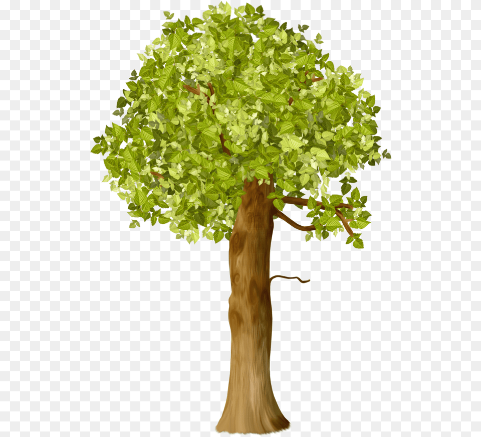 Vremena Goda, Oak, Plant, Potted Plant, Sycamore Png