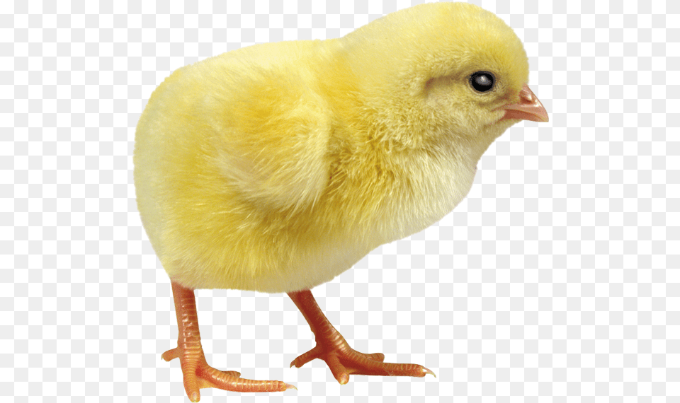 Vstoy 9 Eggs Egg Incubator Digital Automatic Turning, Animal, Bird, Chicken, Fowl Png Image