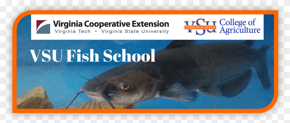 Vsu Fish School Image Virginia State University, Animal, Sea Life Png