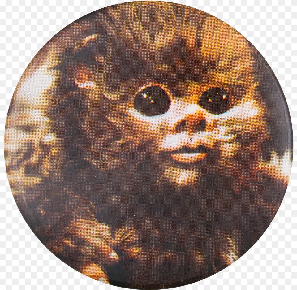 Vtg Baby Ewok Star Wars 83 Return Ewok From Star Wars, Photography, Animal, Mammal, Wildlife Free Png