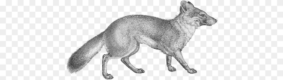 Vulpes Littoralis Gray Fox No Background, Animal, Kangaroo, Mammal, Wildlife Free Transparent Png
