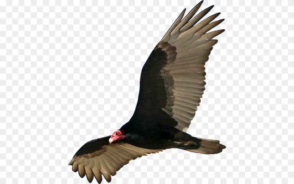Vulture, Animal, Bird, Flying Png