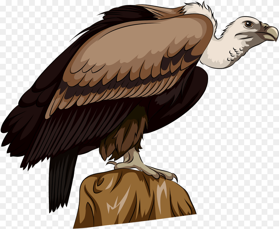 Vulture, Animal, Bird, Condor, Adult Free Png