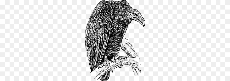 Vulture Gray Png