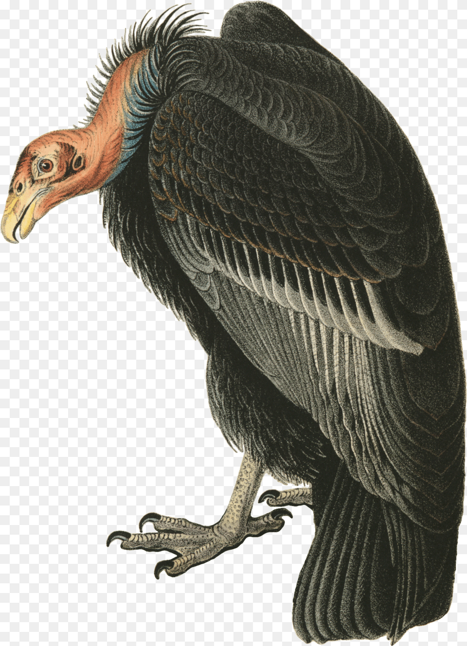 Vulture, Animal, Bird, Condor Free Transparent Png