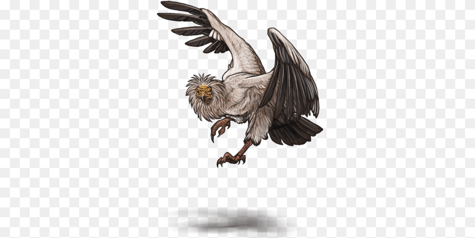 Vulture, Animal, Bird, Condor Free Png Download