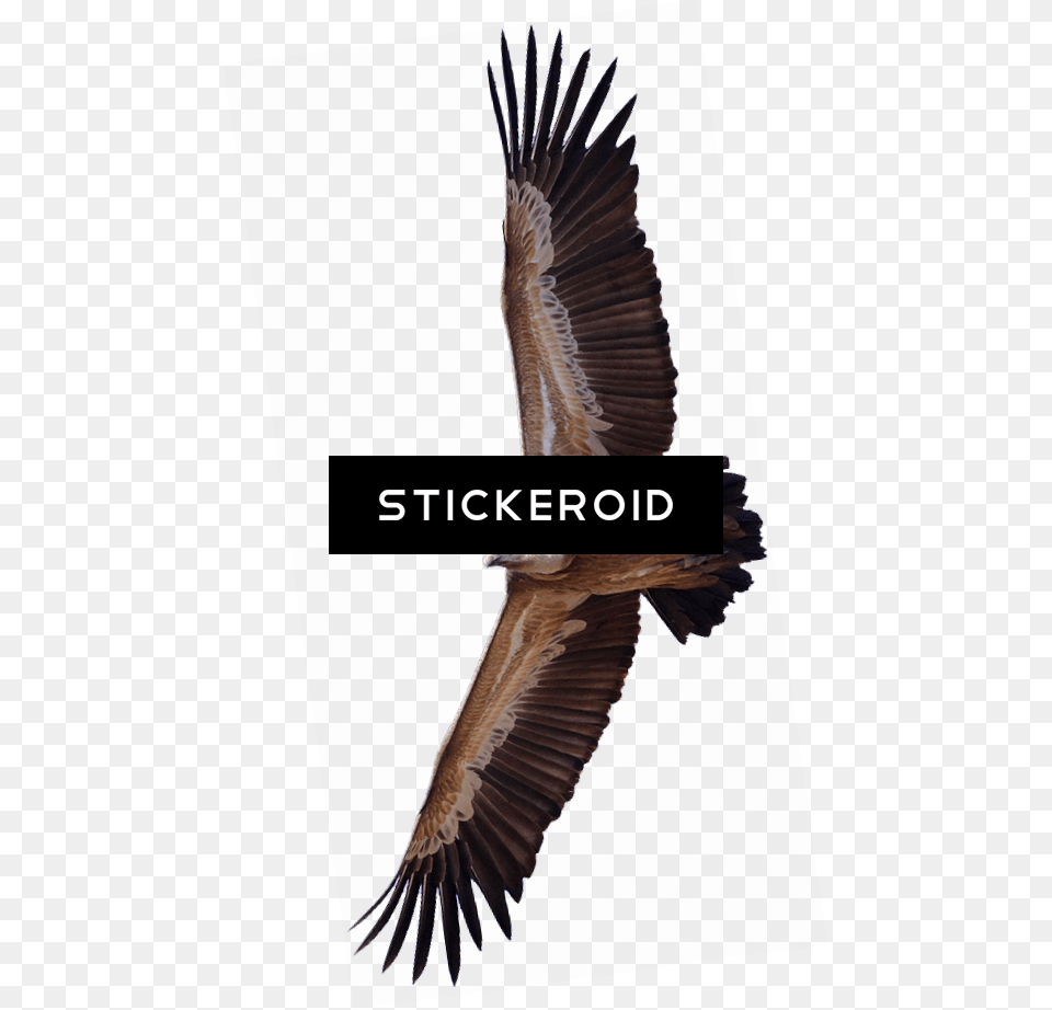 Vulture, Animal, Bird, Flying, Condor Free Transparent Png