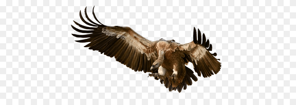 Vulture Animal, Bird, Flying, Condor Png Image