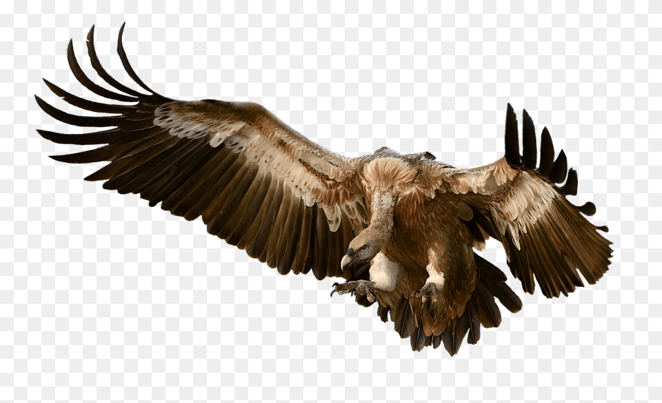 Vulture Animal, Bird, Flying, Condor Png Image