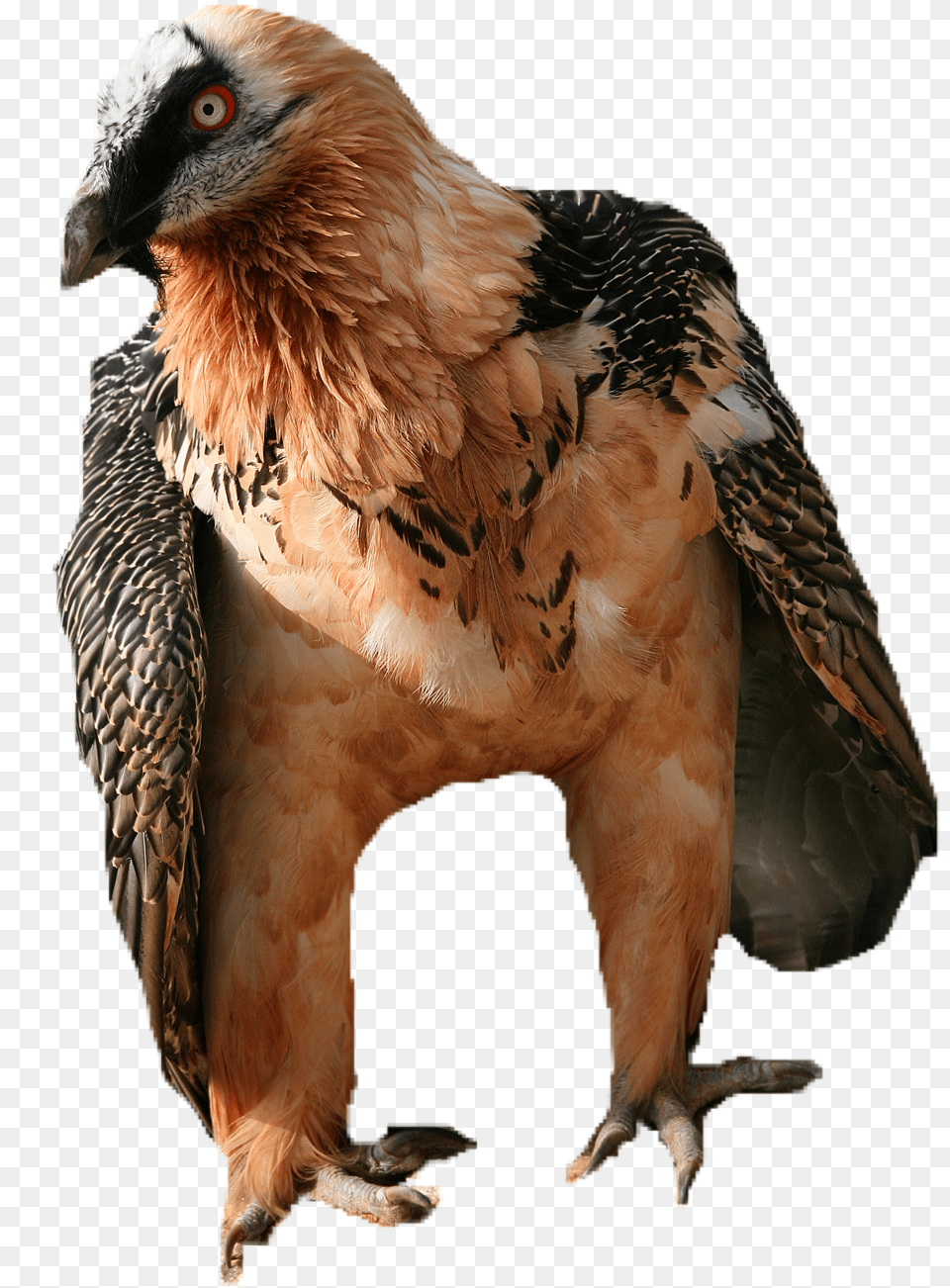 Vulture, Animal, Bird, Condor Png