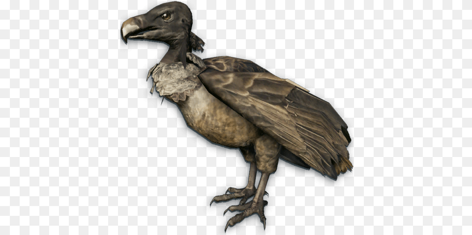 Vulture 3 Vulture, Animal, Bird, Condor Png Image