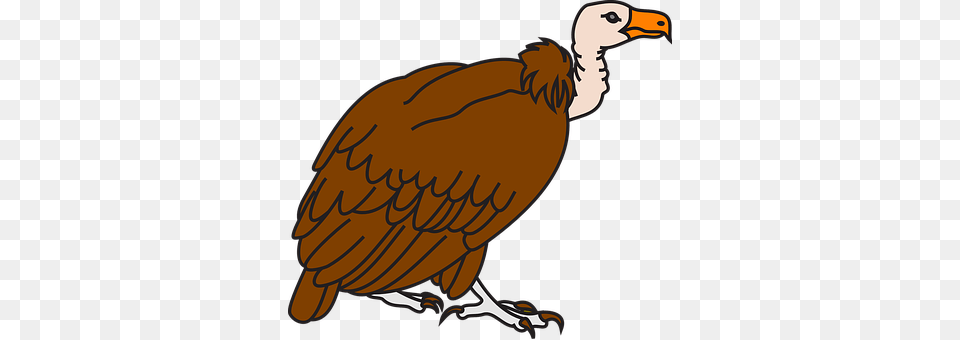 Vulture Animal, Bird, Condor Free Png Download