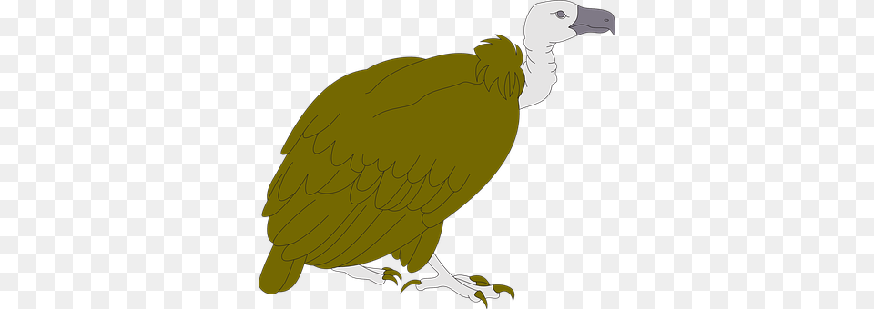 Vulture Animal, Bird, Condor Png Image