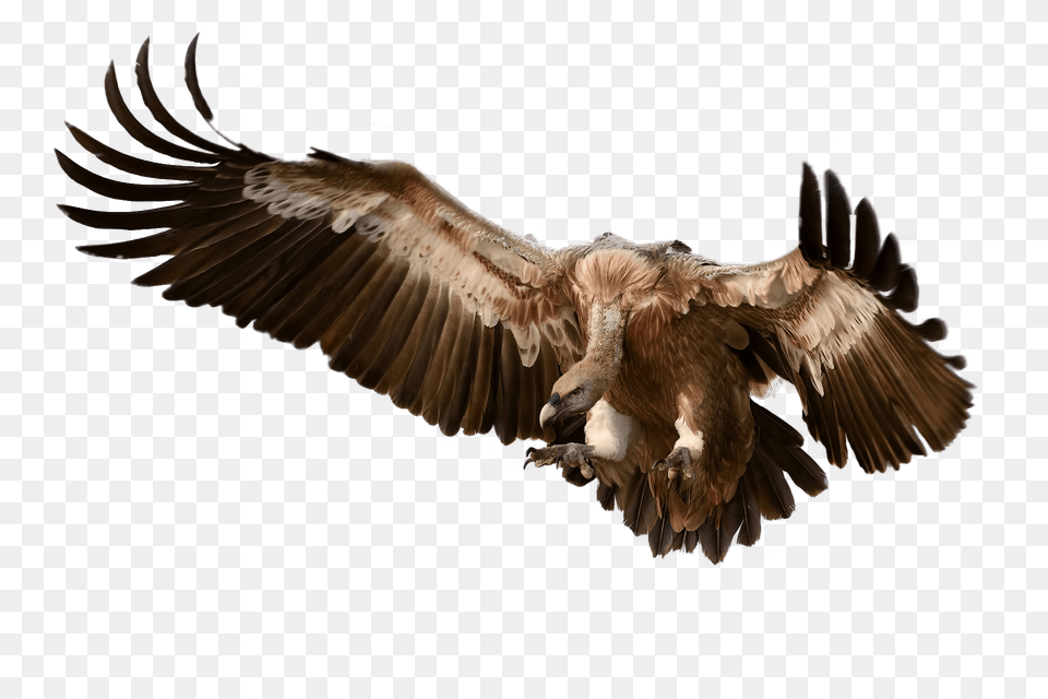 Vulture Attacking Its Prey, Animal, Bird, Flying, Condor Png