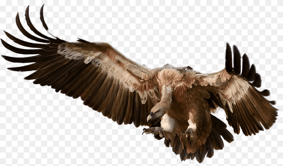 Vulture Attacking Its Prey Vulture, Animal, Bird, Flying, Condor Png Image