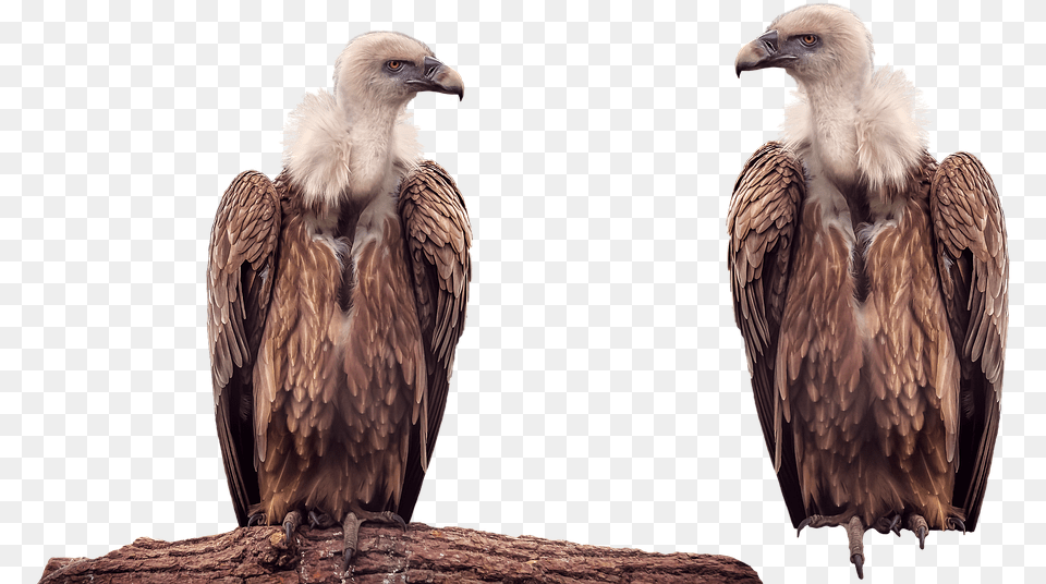 Vulture Bird Animal Transparent Vulture Bird, Condor Free Png