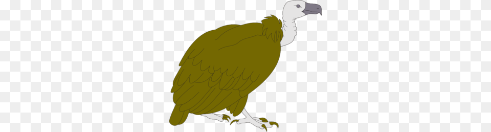 Vulture Clip Art, Animal, Bird, Condor Free Png