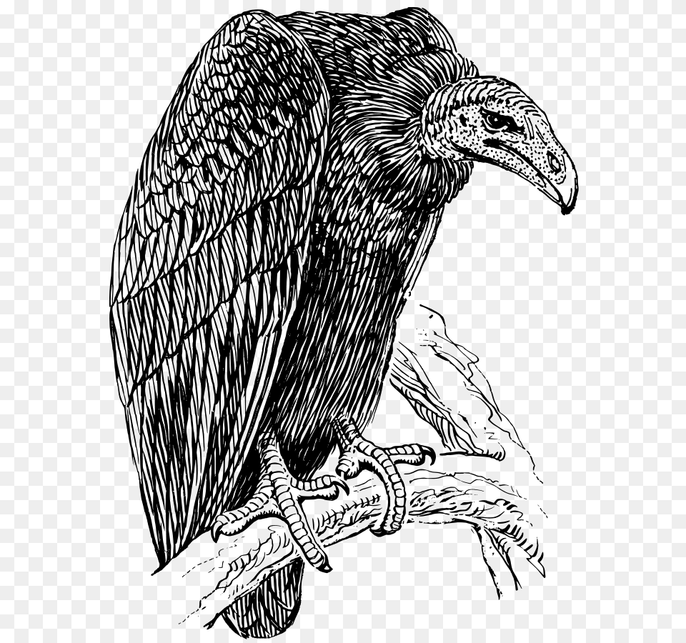 Vulture Clip Arts For Web, Gray Png